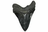 Serrated, Fossil Megalodon Tooth - South Carolina #332213-1